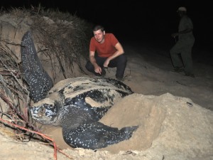 Leatherback