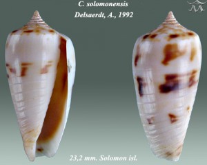 ConussolomonensisDelsaerdt1992